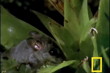 Cú nhảy phi thường của chuột để thoát khỏi cuộc tấn công của trăn