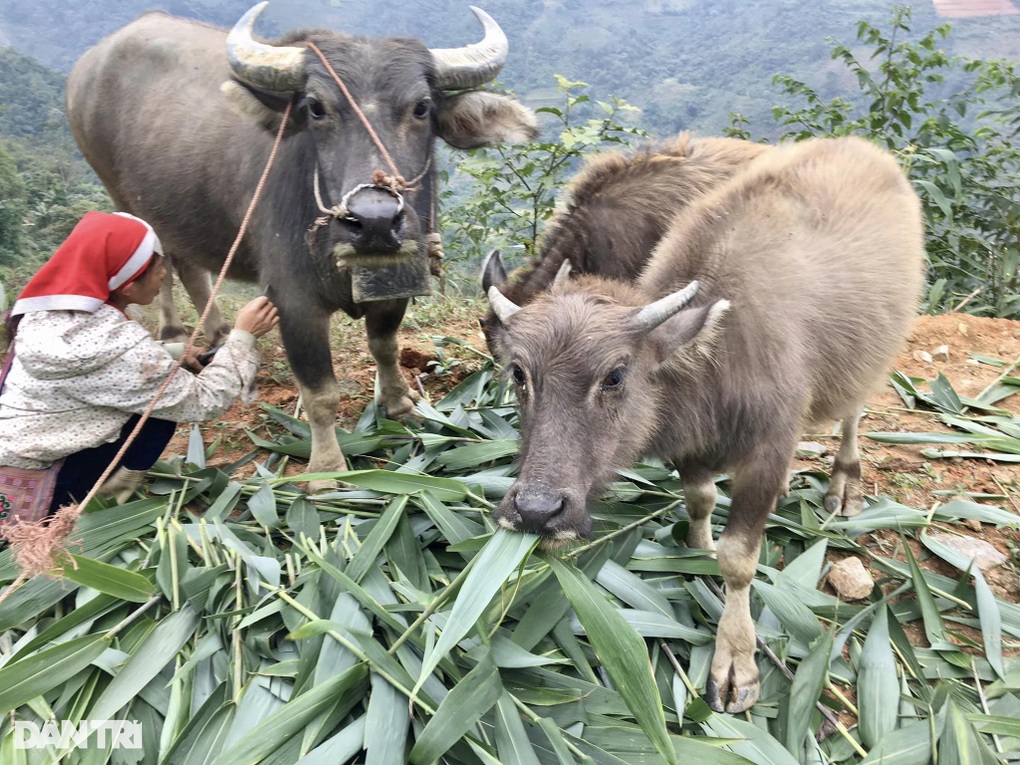 Nông dân Sa Pa cuốc bộ hàng chục km dong trâu xuống núi né rét hại 2-3 độ - 1