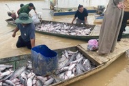 Thủy điện Ya Ly nêu nguyên nhân hơn 25 tấn cá lăng chết trắng hồ