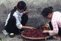 Thanh mai Trung Quốc 8 ngàn/kg, lừa dân Hà thành 200 ngàn/kg