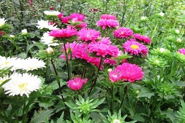 Phù Vân: Ngàn hoa khoe sắc