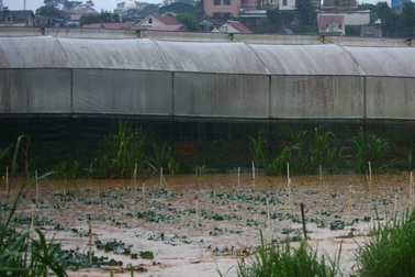 Mưa lớn nhấn chìm nhiều diện tích rau màu của người dân Lâm Đồng