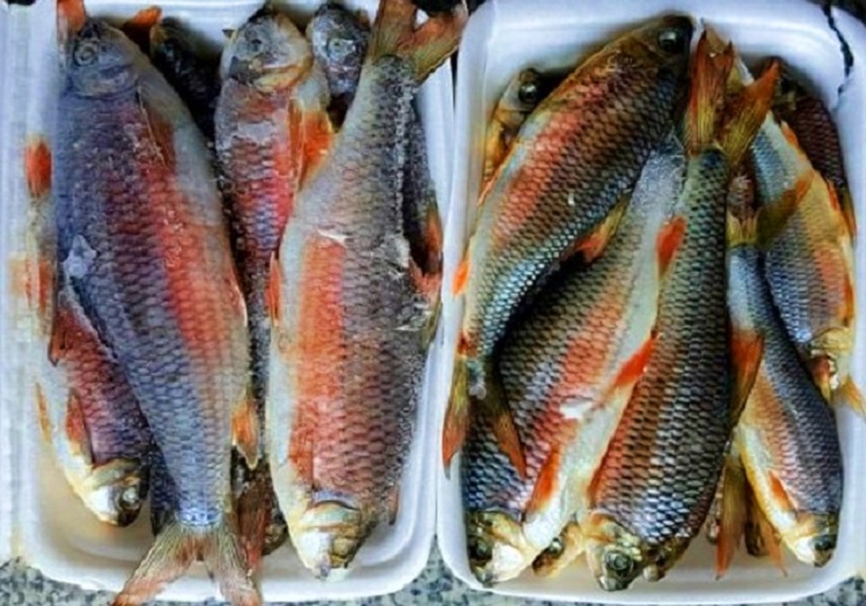 Về Bình Định thưởng thức món cá lạ, chỉ vượt thác để sinh sản - 3 Về Bình Định thưởng thức món cá lạ, chỉ vượt thác để sinh sản - 3
