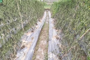 Cảnh vườn mướp bị kẻ gian phá hoại