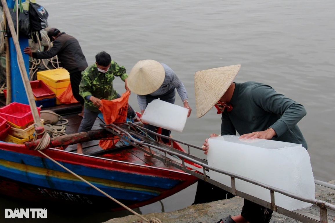 Ngư dân ven biển trúng đậm cá cơm - 9 Ngư dân ven biển trúng đậm cá cơm - 9