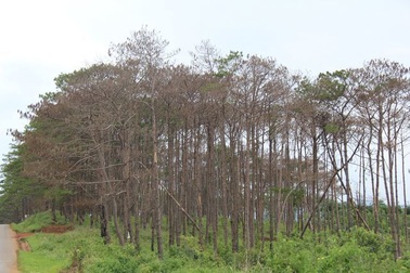 Tỉnh Đắk Nông "hô hào" bảo vệ rừng