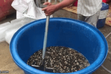 Cảnh sát đột kích cơ sở ngâm hóa chất công nghiệp để ốc bươu tăng kí