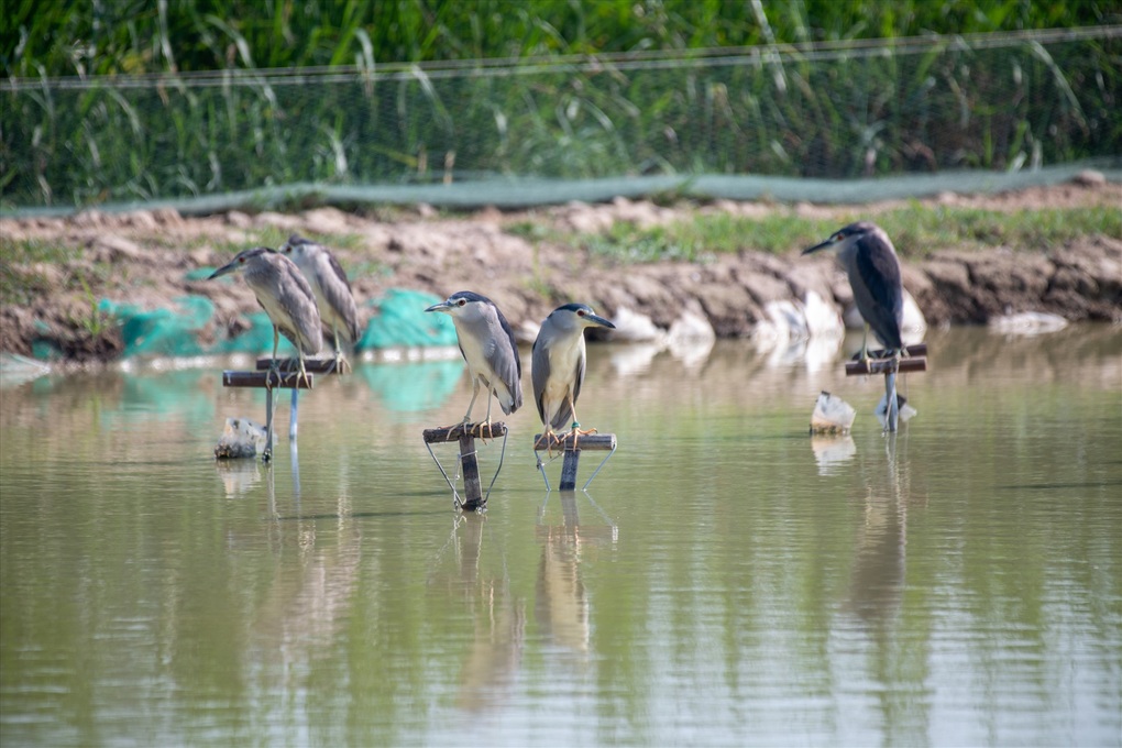 Chuyên gia: Các nước có chim bay trong phố, Việt Nam chim làm mồi nhậu - 4