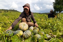 Thời tiết thất thường, dân “khóc ròng” vì bí đỏ “mất mùa, mất giá”