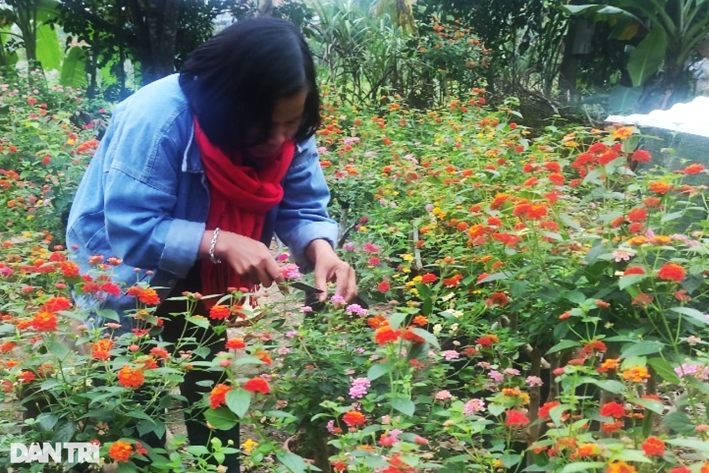 Người phụ nữ đơn thân biến cây dại thành hoa đẹp rực rỡ, kiếm tiền triệu - 2 Người phụ nữ đơn thân biến cây dại thành hoa đẹp rực rỡ, kiếm tiền triệu - 2