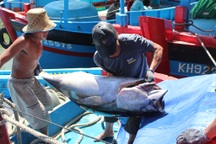 Ngư dân kiếm 120-150 triệu đồng/tàu sau chuyến biển câu cá ngừ đại dương