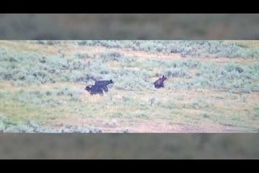 Clip gấu mẹ anh dũng bảo vệ đàn con trước bầy sói