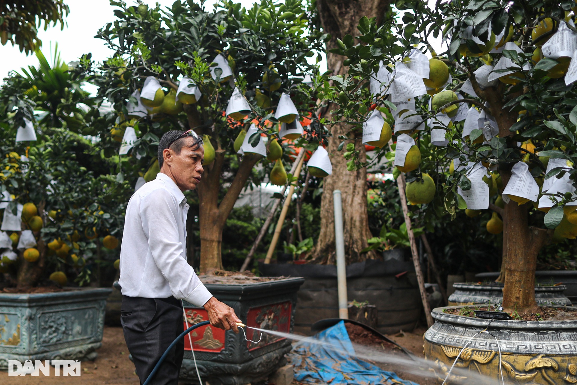 Bưởi Diễn chưng Tết giá 100 triệu bày bán sớm ở TPHCM - 3 Bưởi Diễn chưng Tết giá 100 triệu bày bán sớm ở TPHCM - 3
