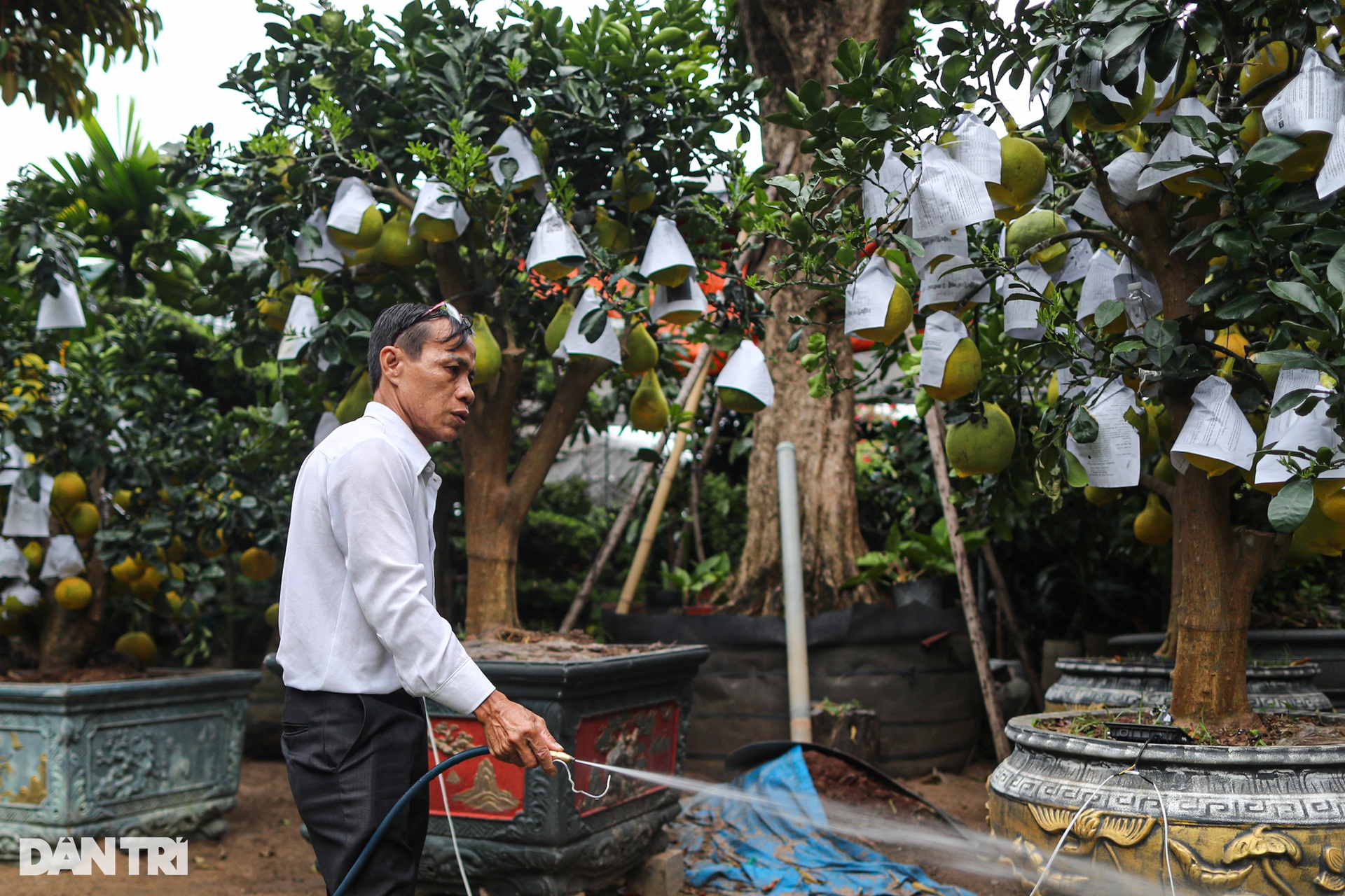 View - Bưởi Diễn chưng Tết giá 100 triệu bày bán sớm ở TPHCM | Báo Dân trí