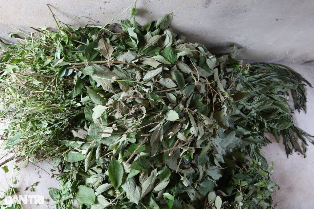 Sau biến cố, nhân viên y tế đầu tư nuôi lợn bằng thảo dược, lãi khủng - 3 Sau biến cố, nhân viên y tế đầu tư nuôi lợn bằng thảo dược, lãi khủng - 3