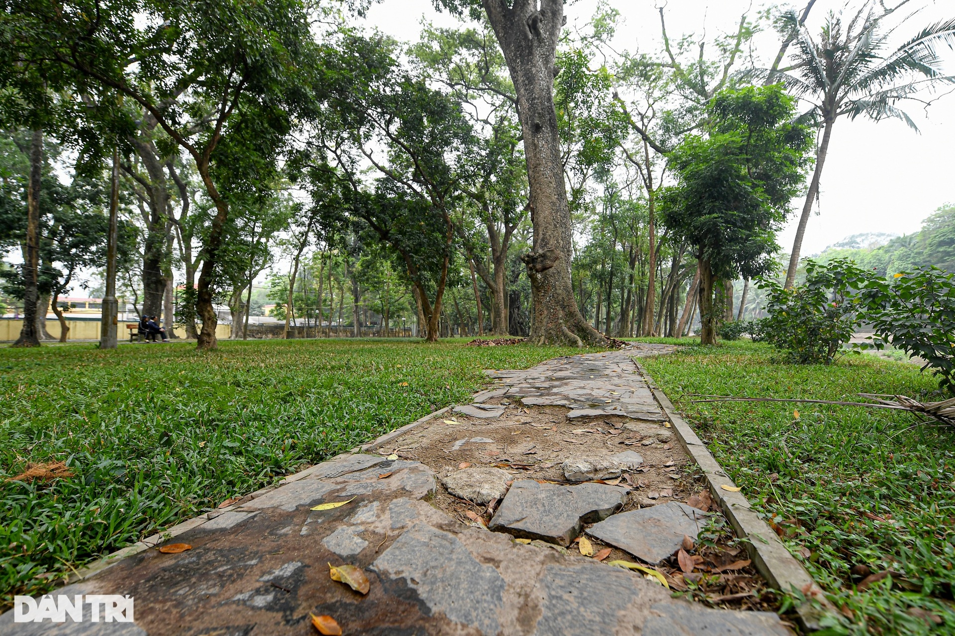Cây muồng ngủ hơn 100 tuổi ở công viên Bách Thảo chết khô - 11