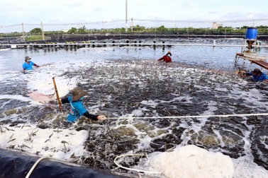 8 giải pháp thúc đẩy phát triển ngành nhiều... "tỷ đô"