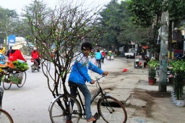 Học trò quê chở đào lên phố bán