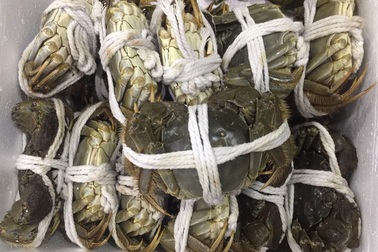 Đặc sản giới thượng lưu Trung Quốc, ở Việt Nam tràn chợ 45 ngàn đồng/con