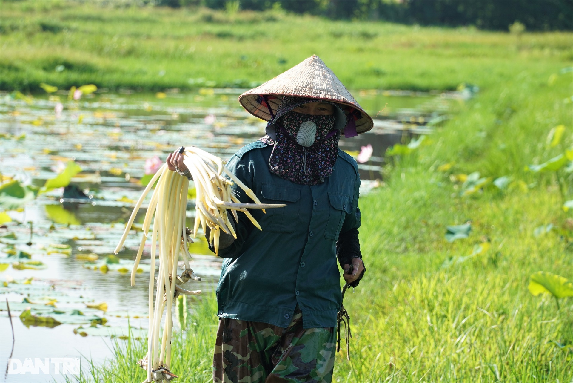 Đặc sản màu trắng sữa, sờ mát lạnh giúp bác nông dân có thu nhập cao - 4