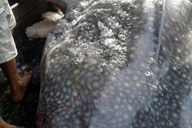 Bắt được cá mập voi nặng gần 800kg