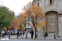 Hà Nội vàng rực trong mùa cây thay lá, giới trẻ đổ xô đi chụp ảnh