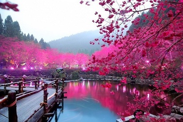 Checkin những điểm ngắm hoa anh đào đẹp nhất