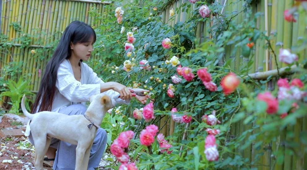 Tiên nữ đồng quê Lý Tử Thất dừng thực hiện video để quay về sống thật - 1 Tiên nữ đồng quê Lý Tử Thất dừng thực hiện video để quay về sống thật - 1