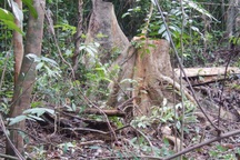 Vụ rừng tự nhiên "chảy máu": Truy trách nhiệm chủ rừng