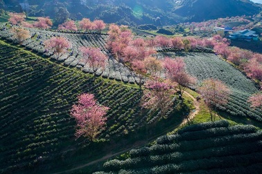 Đồi chè Ô Long "hot" nhất Sa Pa phải đóng cửa vì du khách xả rác, ngắt hoa