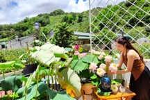 Cô giáo Sơn La làm "đầm sen trên cao" hơn 30 giống, rực rỡ quanh năm