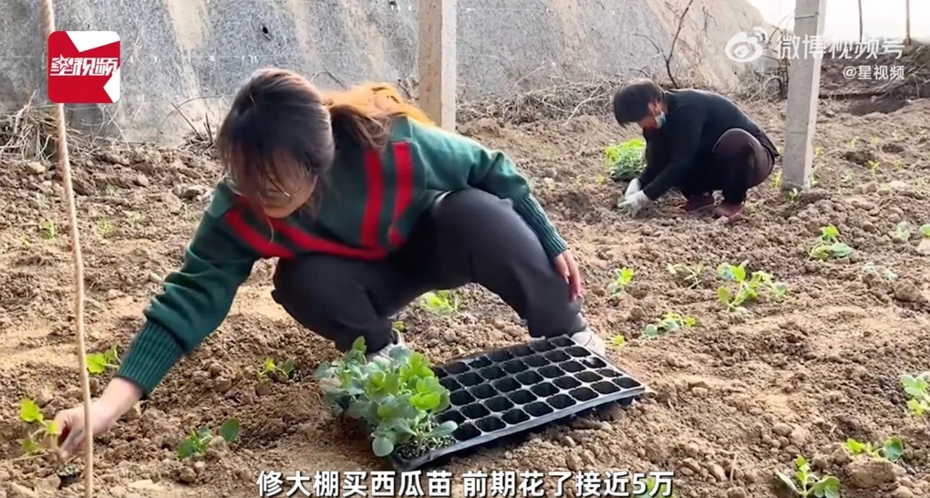 Trung Quốc: Từ bỏ tấm bằng thạc sĩ, cô gái trở về quê trồng dưa - 3 Trung Quốc: Từ bỏ tấm bằng thạc sĩ, cô gái trở về quê trồng dưa - 3