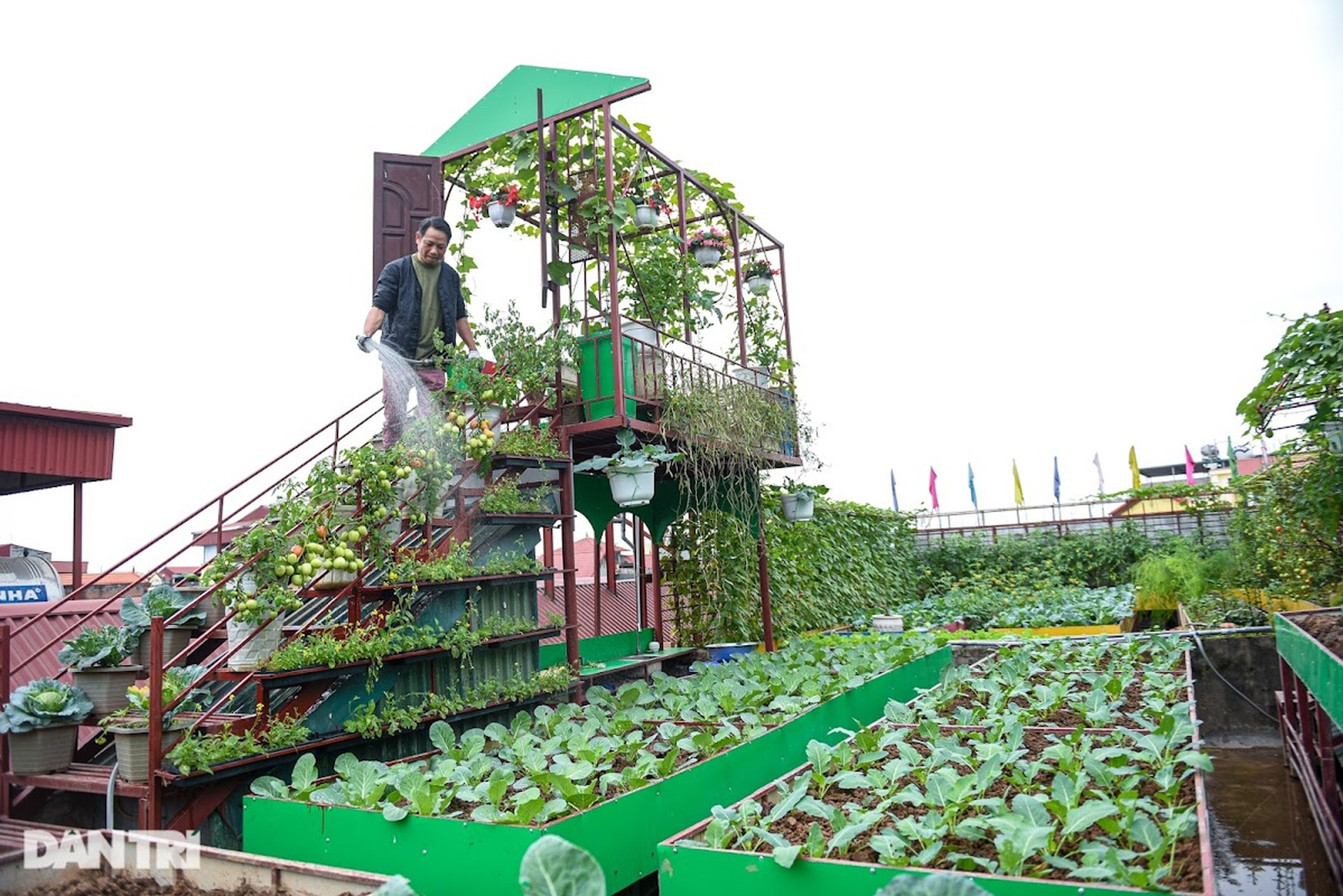 Ông bố ở Hà Nội chi 200 triệu đồng mang 10 tấn đất làm vườn sân thượng - 8 Ông bố ở Hà Nội chi 200 triệu đồng mang 10 tấn đất làm vườn sân thượng - 8