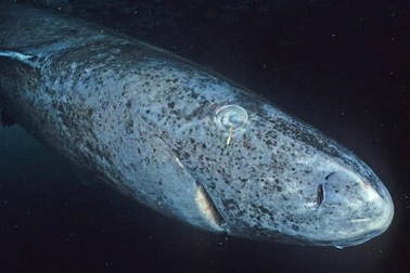 Cá mập ở vùng biển Greenland có thể sống đến 400 năm, vì sao?