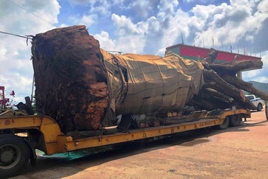 Vụ chở cây “siêu khủng”: Xử phạt 12,5 triệu đồng, buộc cắt bớt ngọn cây