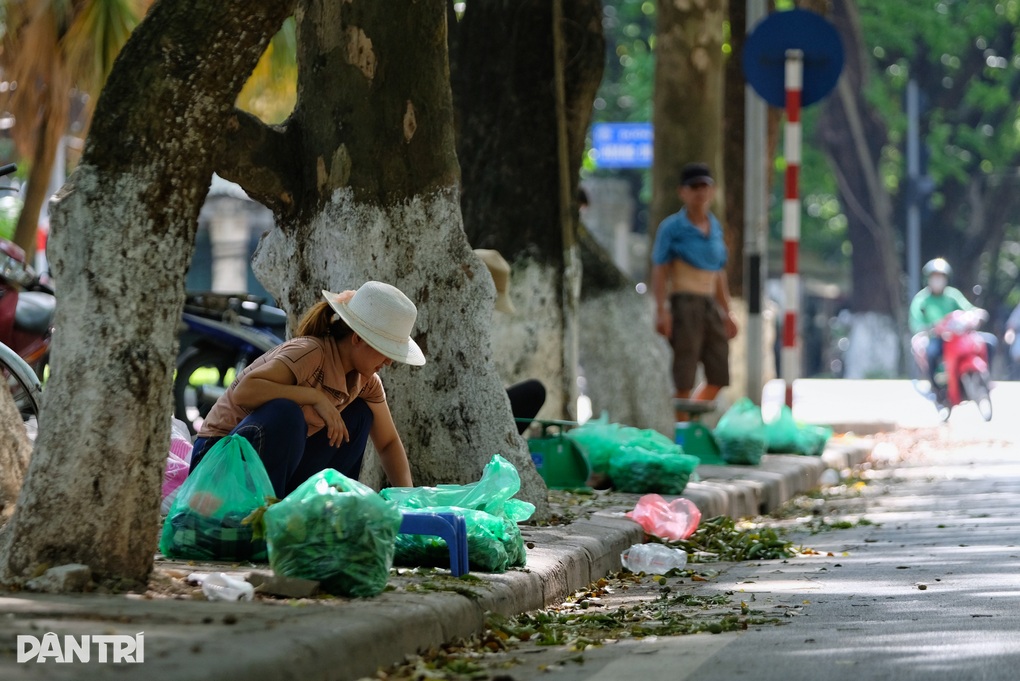 Những người hái sấu ở Hà Nội: Sáng lưng chừng trời, trưa... chạy công an - 5 Những người hái sấu ở Hà Nội: Sáng lưng chừng trời, trưa... chạy công an - 5