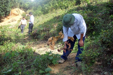 Triệt hạ hơn 4ha cao su trong một đêm
