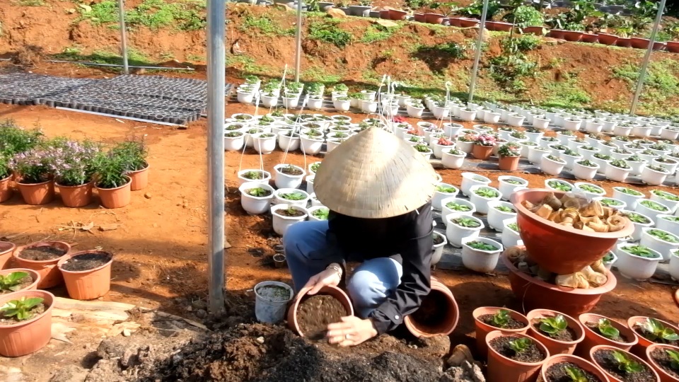 Trồng hơn 8.000 chậu hoa, đôi vợ chồng trẻ kỳ vọng kiếm trăm triệu đồng dịp Tết - 6 Trồng hơn 8.000 chậu hoa, đôi vợ chồng trẻ kỳ vọng kiếm trăm triệu đồng dịp Tết - 6