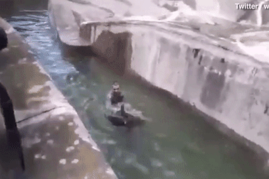 Người đàn ông say rượu mò vào vườn thú vật nhau với gấu