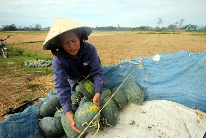 Cũng trồng 5 sào dưa thu hoạch được 8 tấn, bà Nguyễn Thị Phương, xã Tam An nhẩm tính chi phí đầu tư phân bón, thuốc bảo vệ thực vật, giống... hết 15 triệu đồng, chưa kể công lao động. Khi dưa chín, bà gọi thương lái giao giá 1.000 đồng mỗi kg để bù lỗ mà vẫn không có ai.