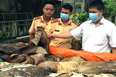 Hơn 1 tấn da trâu bò không rõ nguồn gốc
