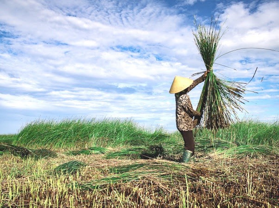 Vẻ đẹp thôn quê bình dị mùa thu hoạch cói ở ốc đảo Hồng Lam - 3