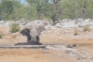 Voi nỗ lực cứu tê giác khỏi bầy sư tử háu đói nhưng bất thành