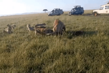 Sư tử tả xung hữu đột chống đỡ cơn giận giữ của bầy linh cẩu