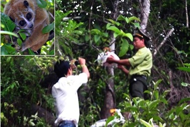 Thả một cá thể Cu li về tự nhiên