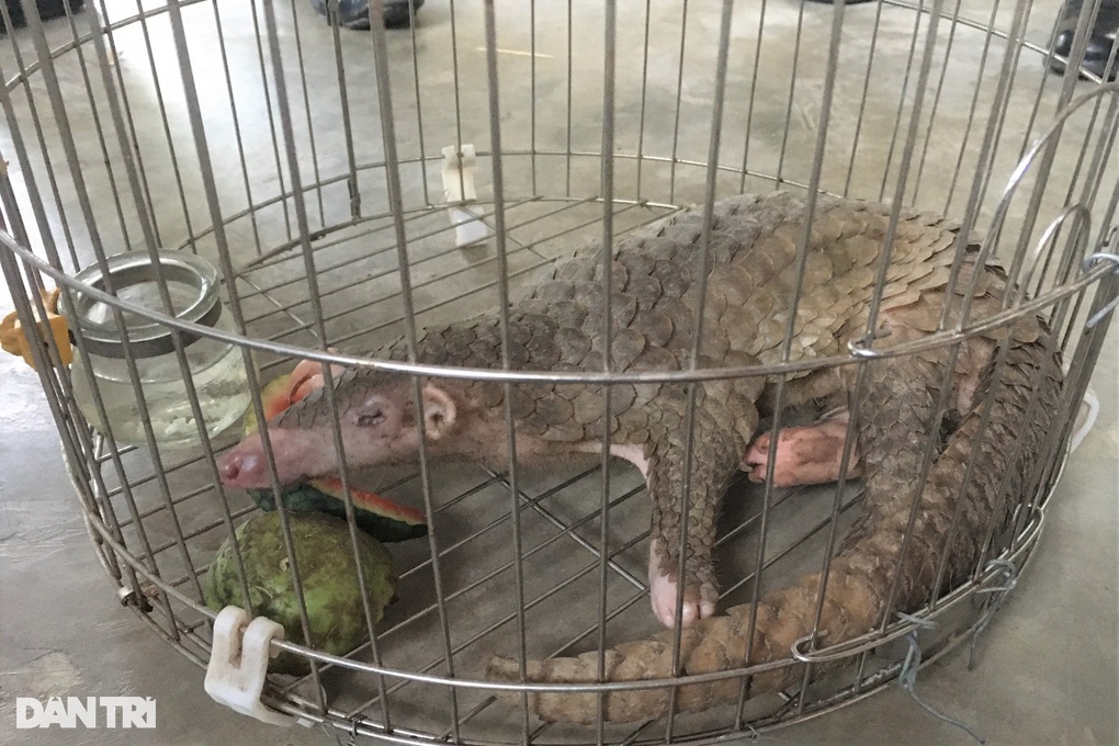 Đi tập thể dục bắt gặp tê tê Java quý hiếm nằm bên đường - 1 Đi tập thể dục bắt gặp tê tê Java quý hiếm nằm bên đường - 1