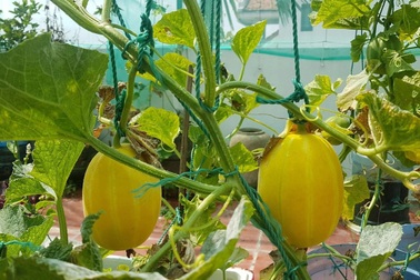 Nhóm bạn rủ nhau làm vườn sân thượng nhiều giống lạ, thu hoạch "mỏi tay"