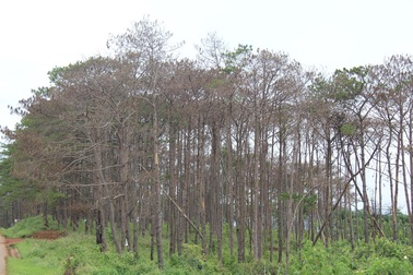 "Bức tử" rừng thông để lấy đất mặt đường chờ ngày lập huyện mới?