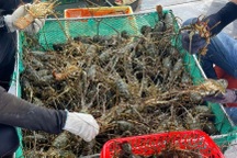 Thị trường Trung Quốc "quay xe" với tôm hùm cỡ lớn, người nuôi điêu đứng