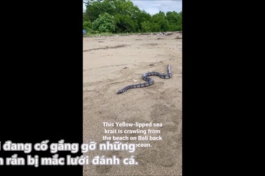 Một cá thể rắn biển mép vàng trên bãi biển Bali, Indonesia